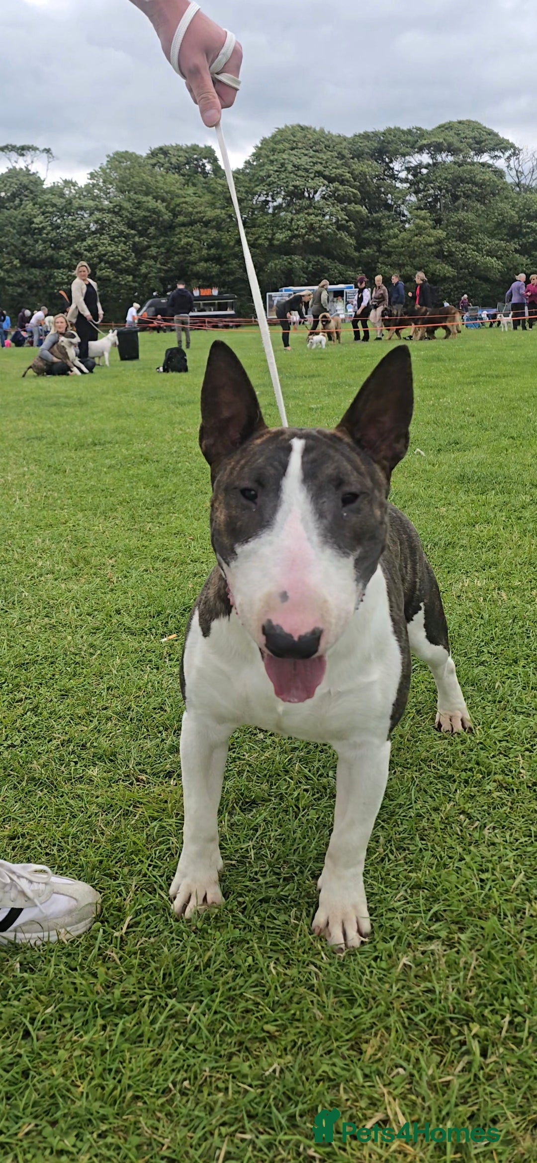 English Bull Terrier dogs for stud: Very strong pedigree , stud dog available now  - Image 6