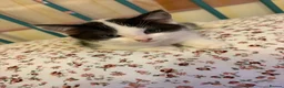 Mixed Breed cats for sale: Kittens  - Advert 8