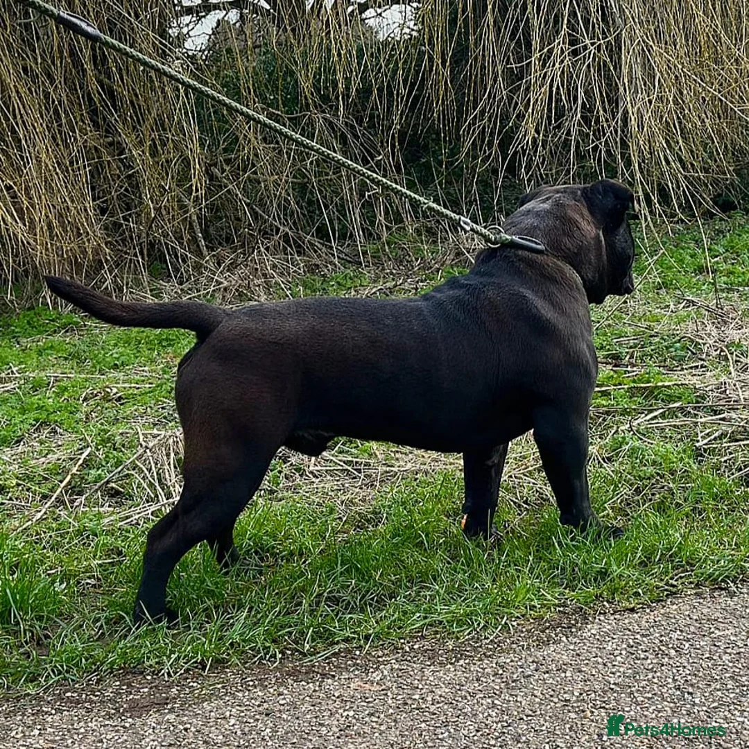 Olde English Bulldogge dogs for sale: Male Olde English bulldogge/old English bulldog - Advert 5