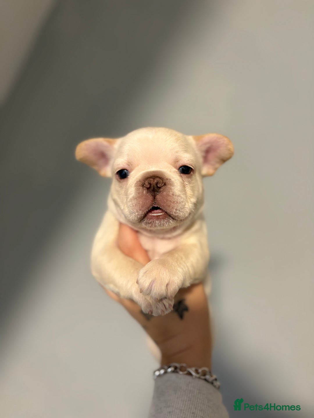French Bulldog dogs for sale: REDUCED Ready to leave Kc reg Frenchie🐾 - Advert 21