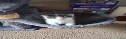 Ragdoll cats for sale: CUTE SOLID RAGDOLL KITTENS  - Advert 8