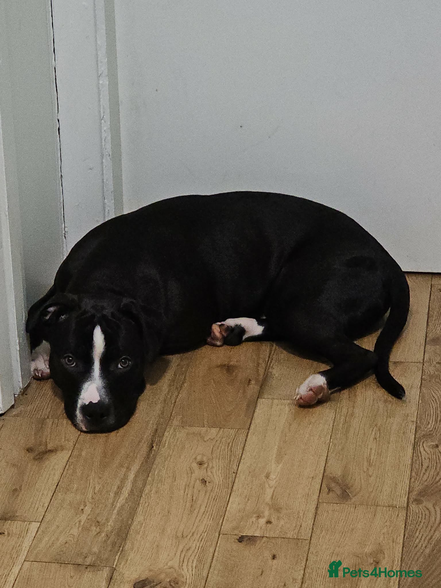 Staffordshire Bull Terrier dogs Lovely little staffy - Advert 1