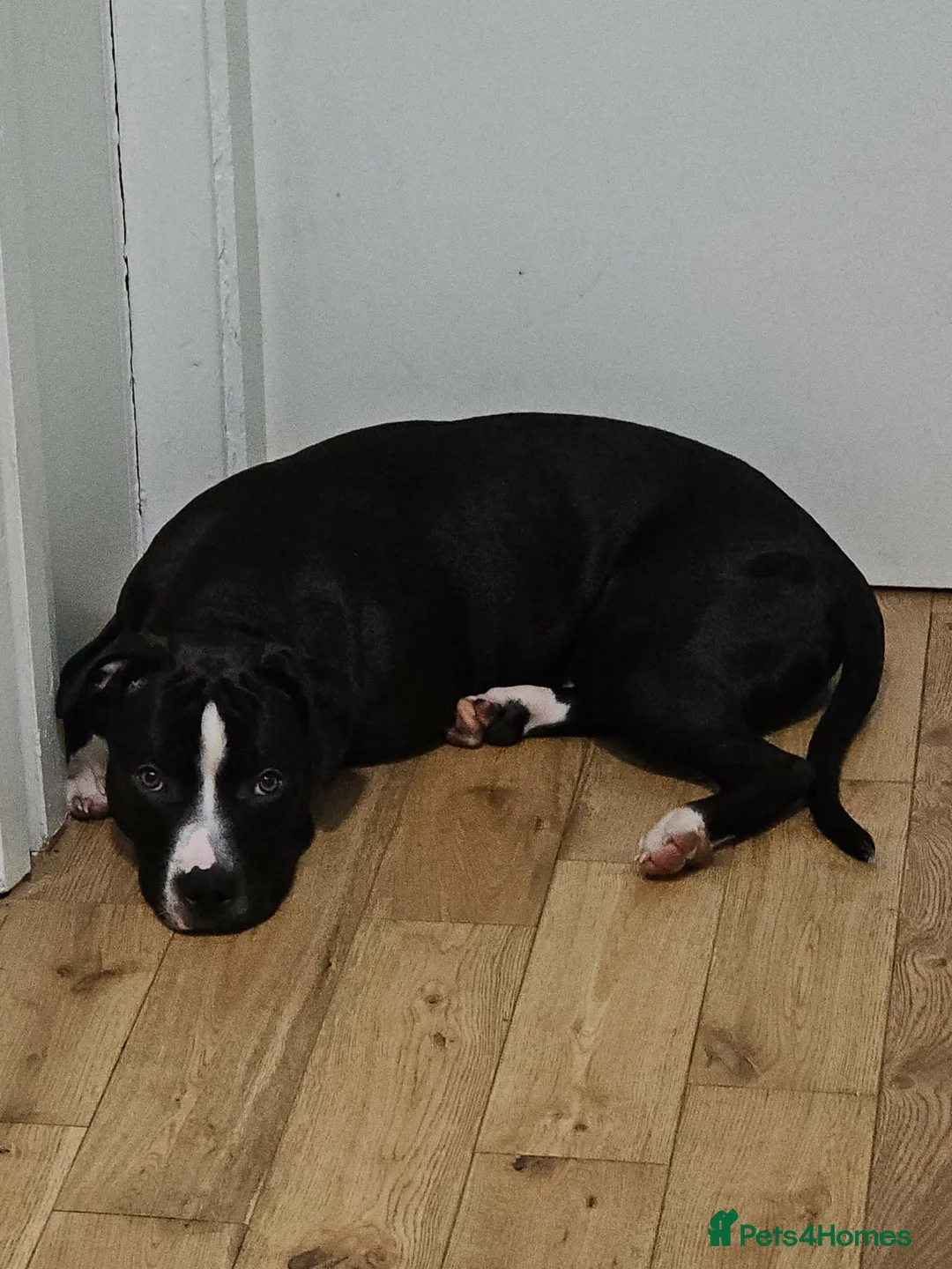 Staffordshire Bull Terrier dogs for sale: Lovely little staffy in York - Advert 1