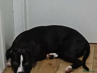Staffordshire Bull Terrier dogs Lovely little staffy - Advert 1