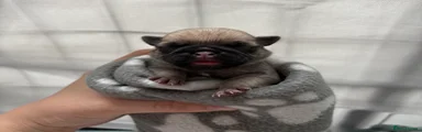 Pug 4 (Green)