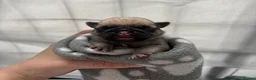 Pug dogs for sale: Beautiful Purebred Pug Pups (Parents can be seen) - Advert 3