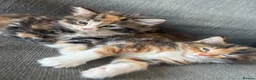 British Longhair cats for sale: 3 Stunning British long hair females - Advert 5