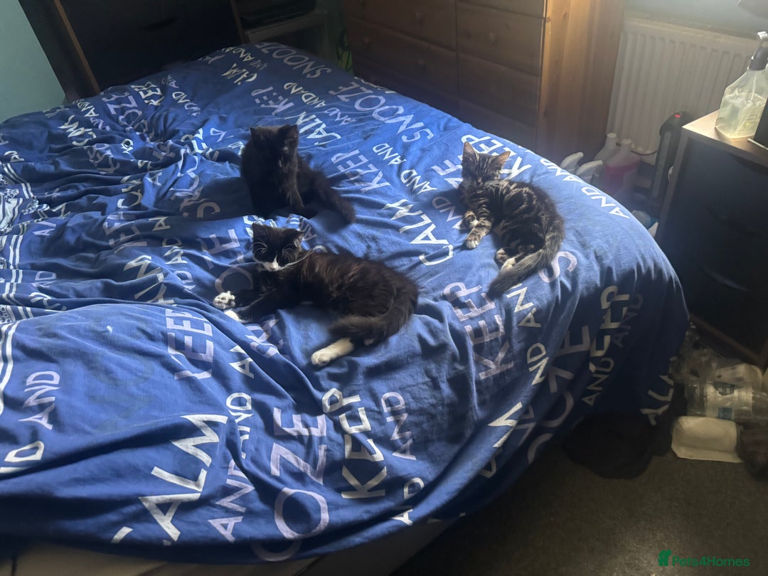 Mixed Breed cats for sale: Fluffy kittens for sale  in Kingston upon Thames - Image 1