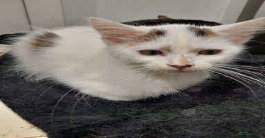 Mixed Breed cats - Advert 5