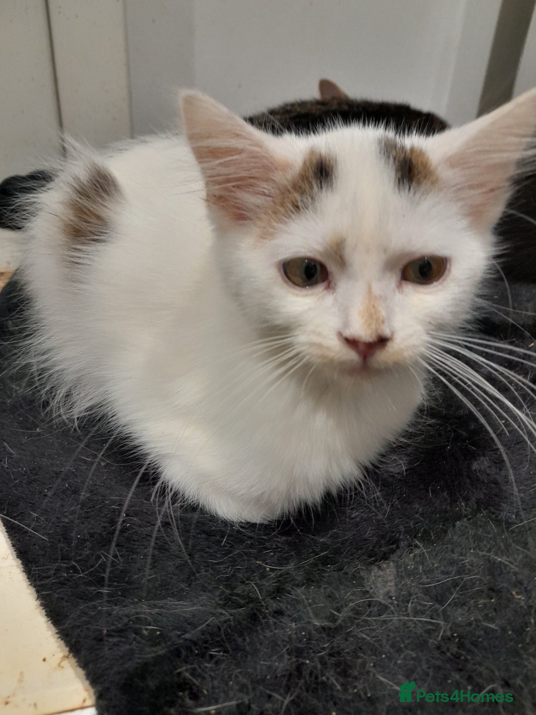 Mixed Breed cats for sale: Beautiful mixed kittens with mixed ages! - Image 2