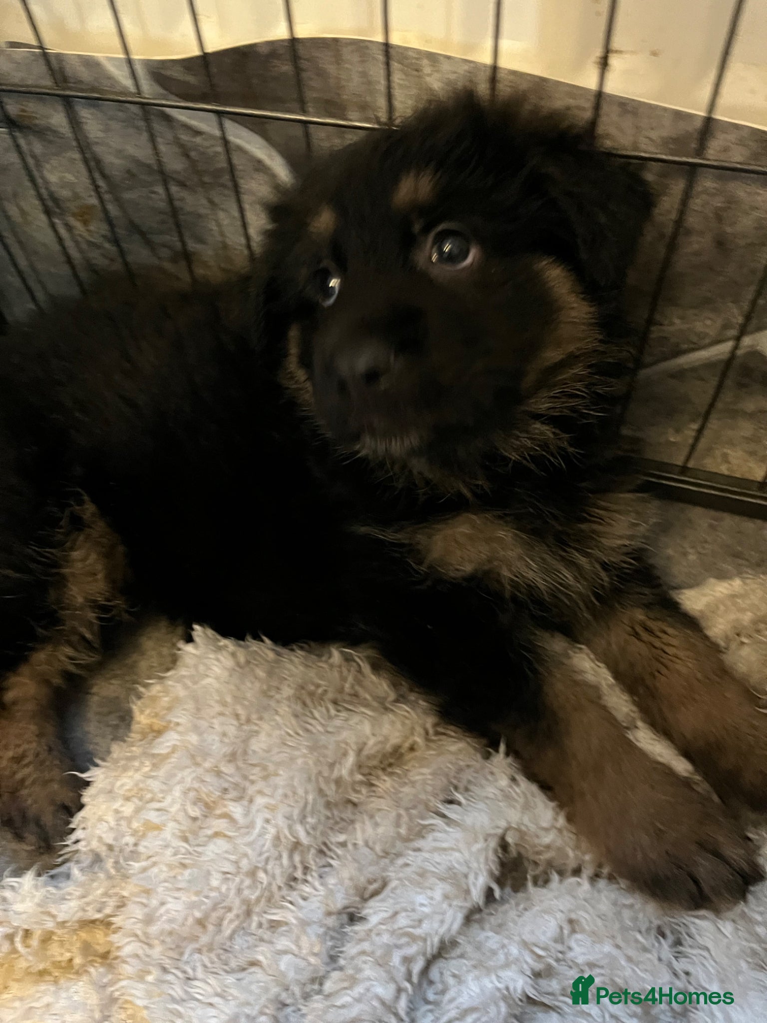 German Shepherd dogs German shepherd puppies - Advert 2