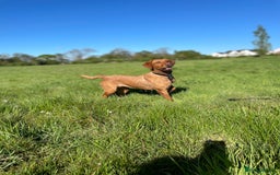 Labrador Retriever dogs for sale: Indie fox red Labrador  - Image 2