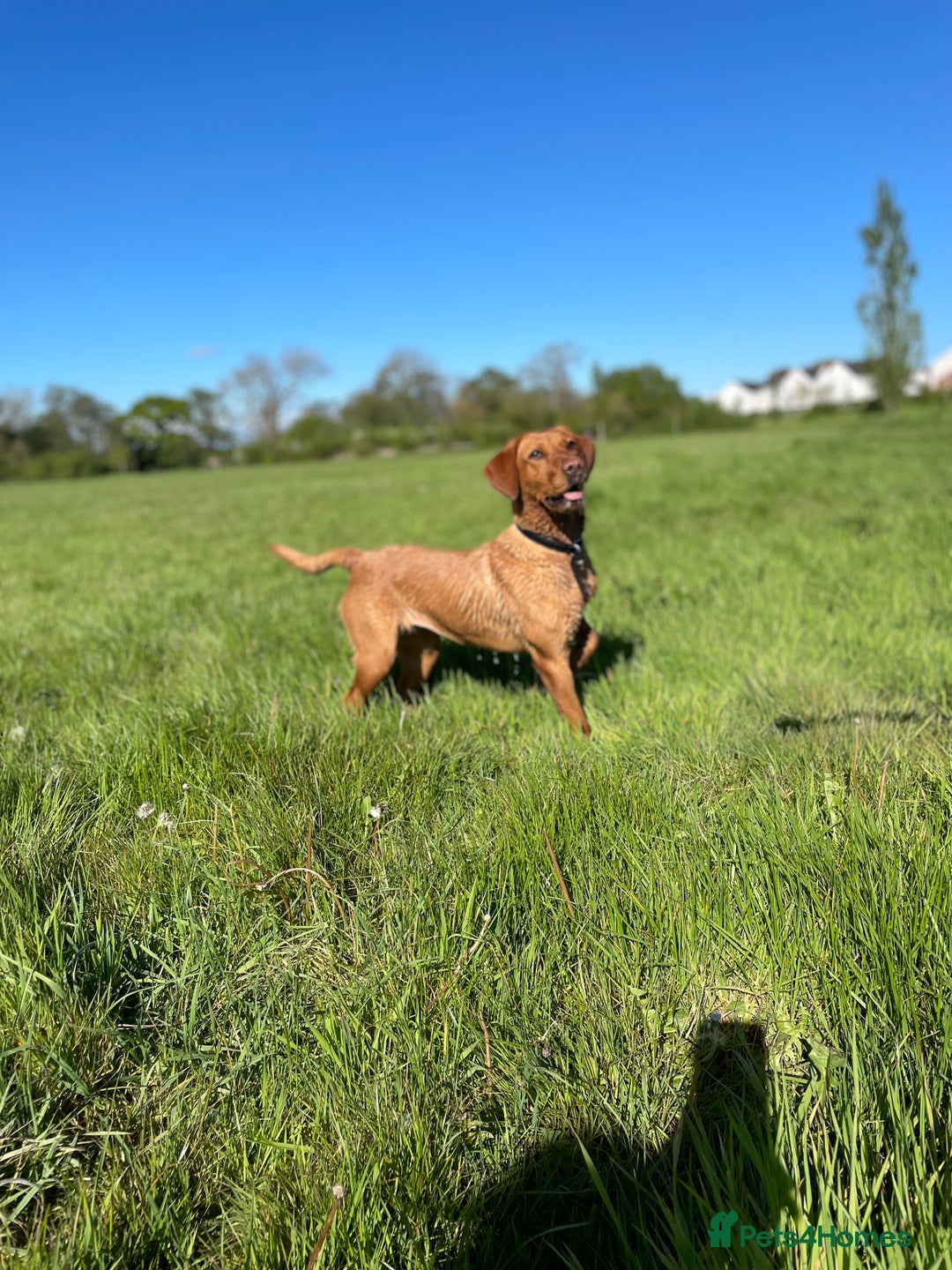 Labrador Retriever dogs for sale: Indie fox red Labrador  - Image 2