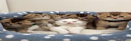 Scottish Fold cats for sale: Scottish Fold X British Shorthair Kittens - Advert 13