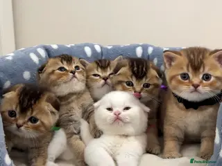 Scottish Fold cats Scottish Fold X British Shorthair Kittens - Advert 11