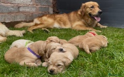 Golden Retriever dogs for sale: OUTSTANDING PEDIGREE GOLDEN RETRIVER PUPPIES KC - Image 3