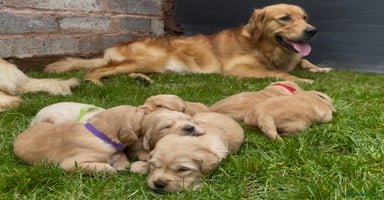 Golden Retriever dogs - Advert 4