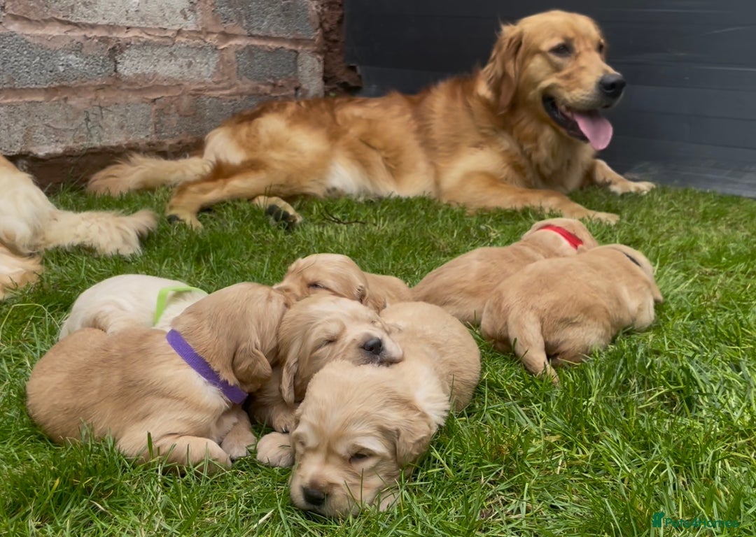 Golden Retriever dogs for sale: OUTSTANDING PEDIGREE GOLDEN RETRIVER PUPPIES KC - Image 3
