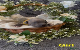 Staffordshire Bull Terrier dogs for sale: Stunning Staff Puppies  - Image 17