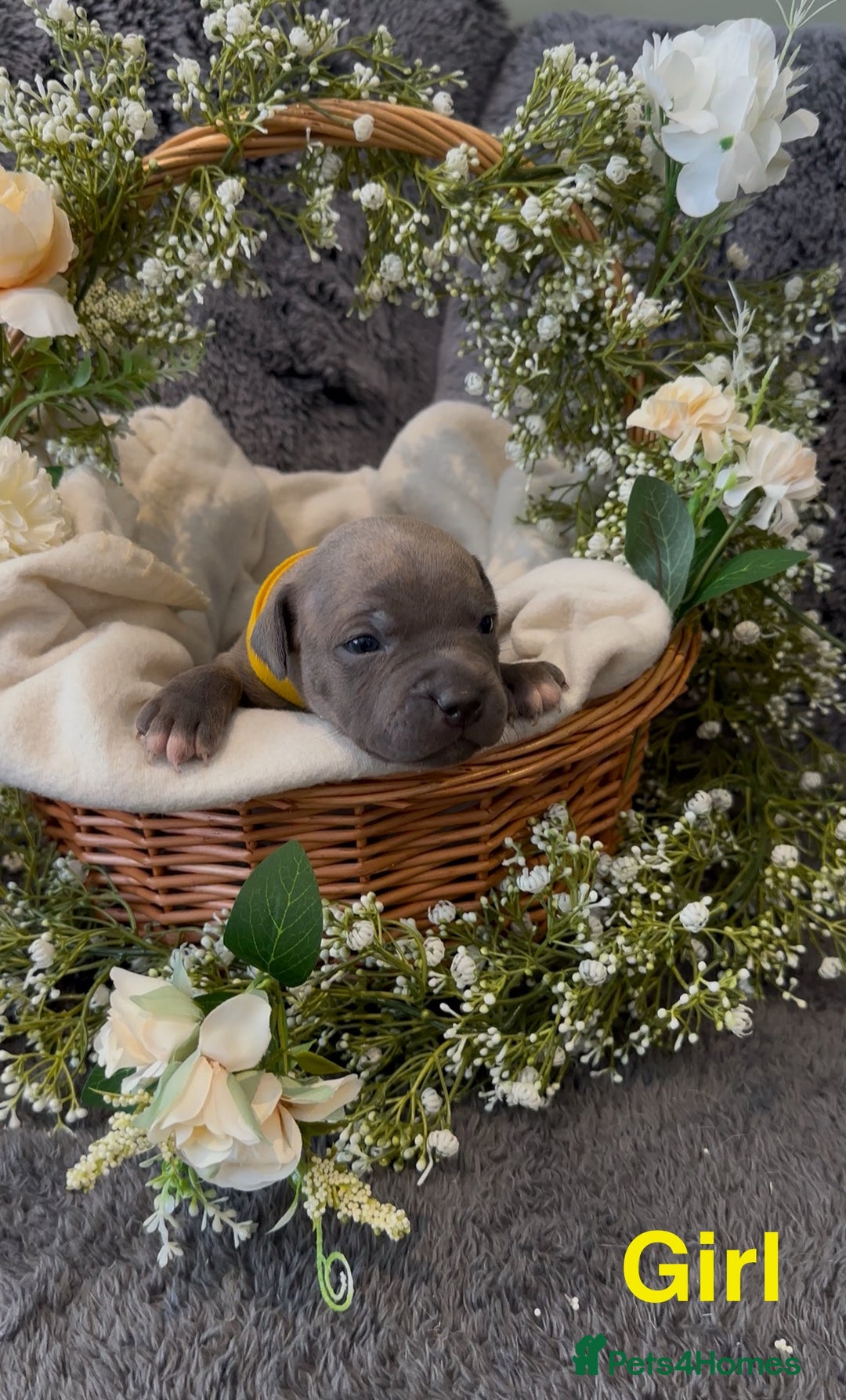 Staffordshire Bull Terrier dogs for sale: Stunning Staff Puppies  - Image 17