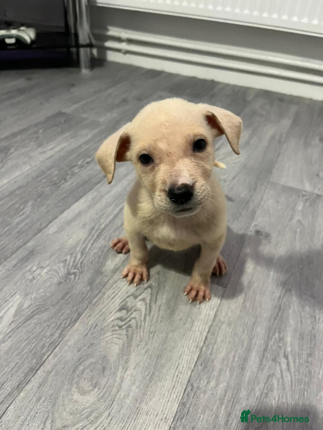 Mixed Breed dogs for sale: 8 beautiful pups  - Image 2