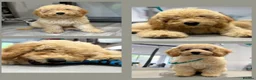 Labradoodle dogs for sale: Absolutely beautiful, F1bb Miniature Labradoodles  - Advert 29