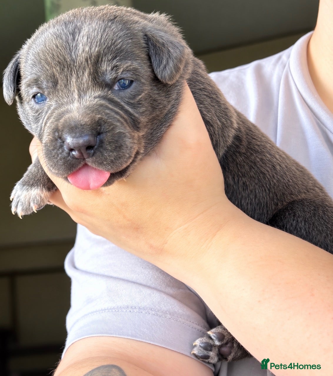 Mixed Breed dogs Gorgeous Blue & Brindle Mixed Breed Puppies 🫐💗 - Advert 15
