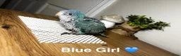 Parrots birds for sale: Stunning Quaker babies for sale! - Advert 6