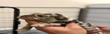 Cockapoo 1