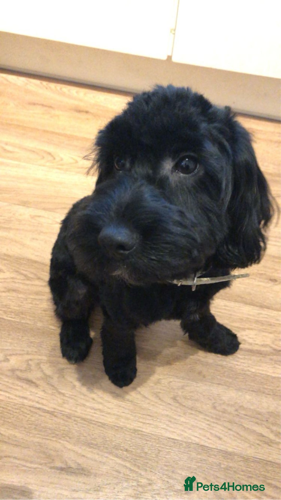 Cockapoo dogs for sale: Male cockapoo - Image 7