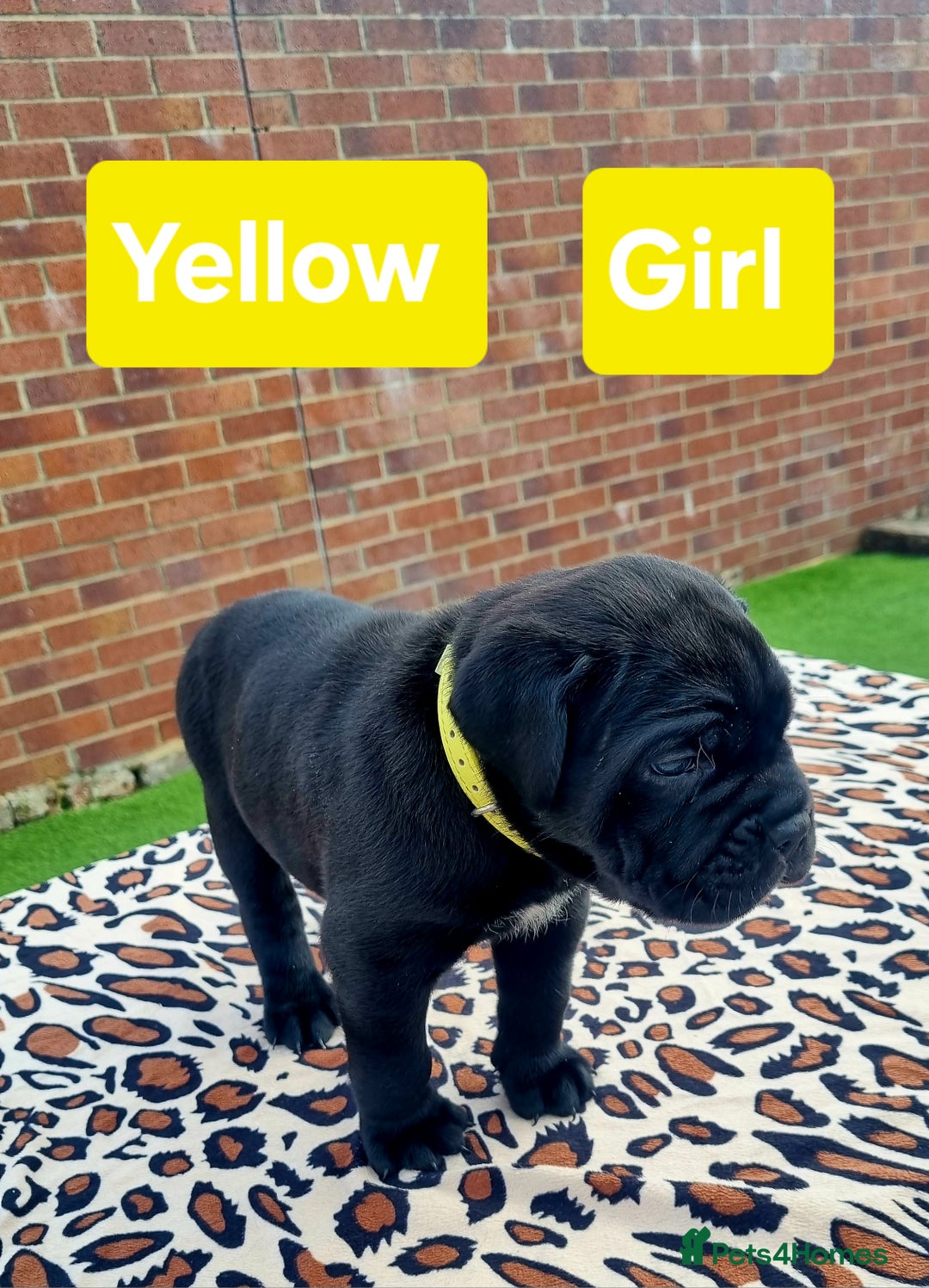 Cane Corso dogs for sale: Pedigree Cane Corso Puppies  - Image 17
