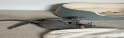 Russian Blue cats for sale: 2 Beautiful Russian Blue Kittens, 5 months old in London - Advert 4