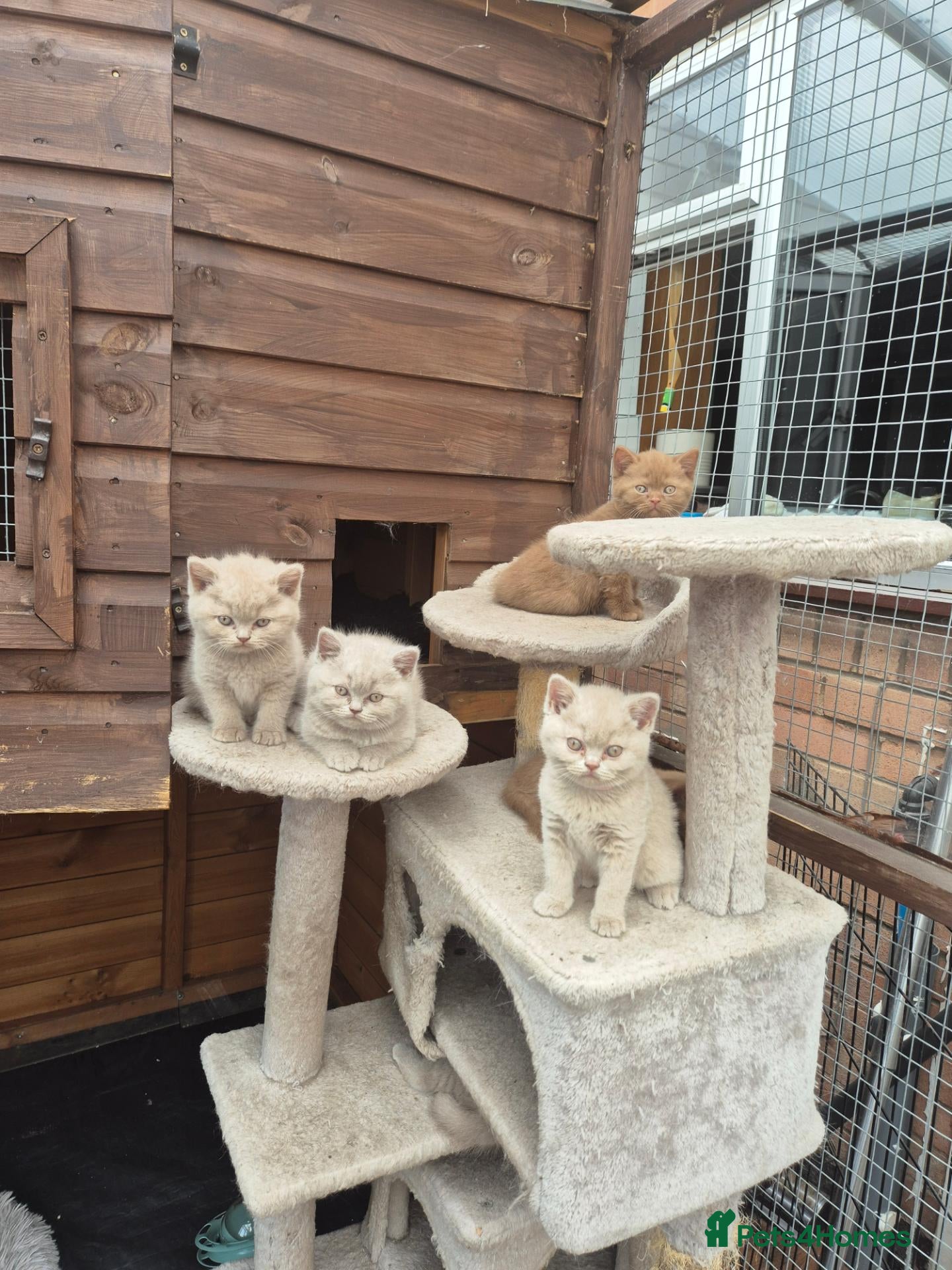 British Shorthair cats British shorthair kittens fawn and chocolate males - Advert 1