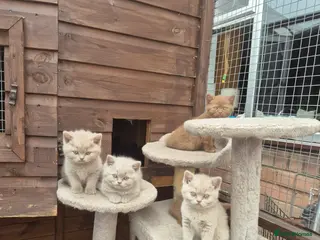 British Shorthair cats British shorthair kittens fawn and chocolate males - Advert 1