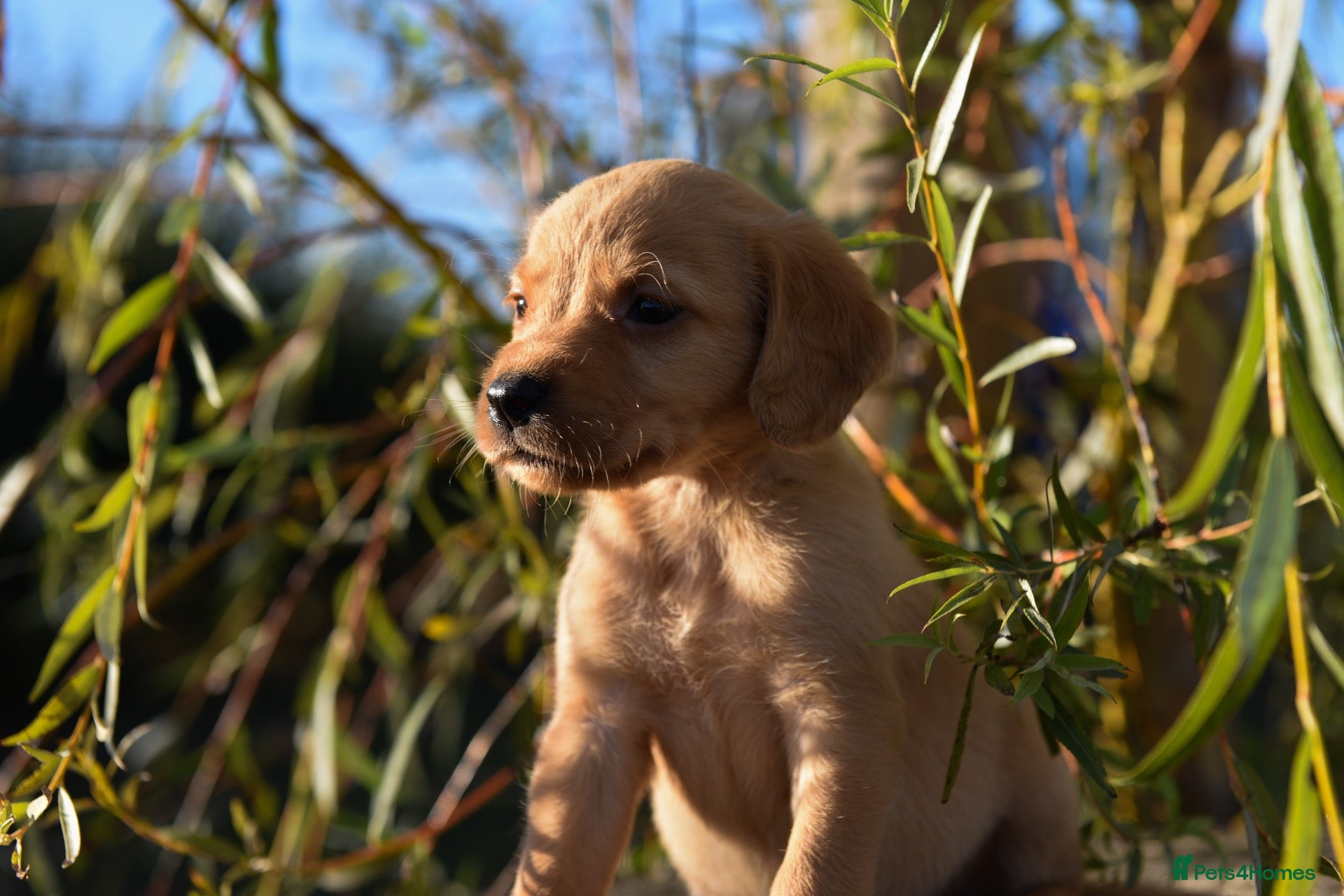 Cockerdor dogs Beautiful Red & Golden Cockerdor Puppys - Advert 1