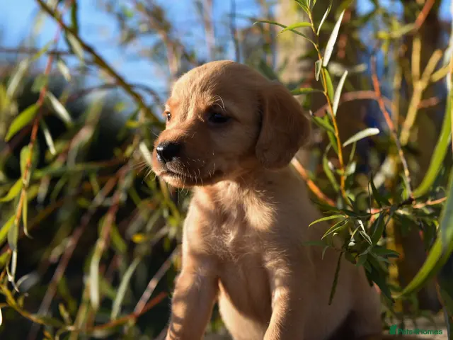 Cockerdor dogs Beautiful Red & Golden Cockerdor Puppys - Advert 1