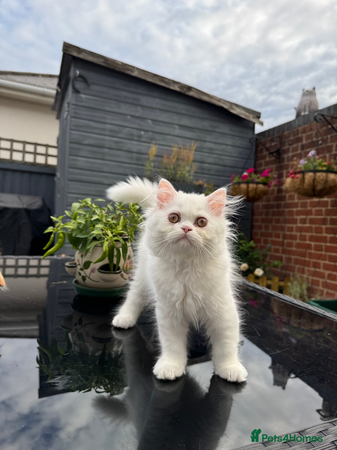 Persian cats for sale: 2 white Gorgeous Persian Boys - Image 21