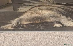 Pekingese dogs for sale: Sleeve Pekingese  - Advert 1