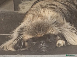 Pekingese dogs Sleeve Pekingese - Advert 4