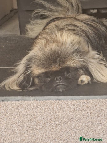 Pekingese dogs Sleeve Pekingese - Advert 1