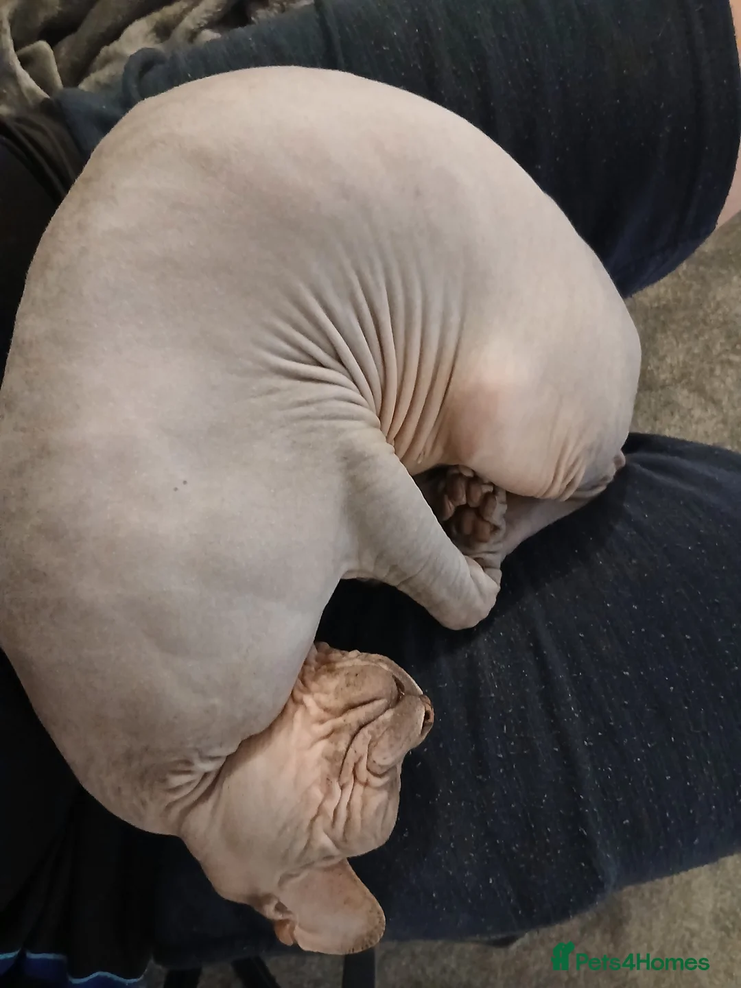 Sphynx cats for sale: Sphynx cat for sale  - Advert 2