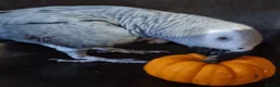 Parrots birds for sale: Beautiful African grey parrot  in Nottingham - Advert 6