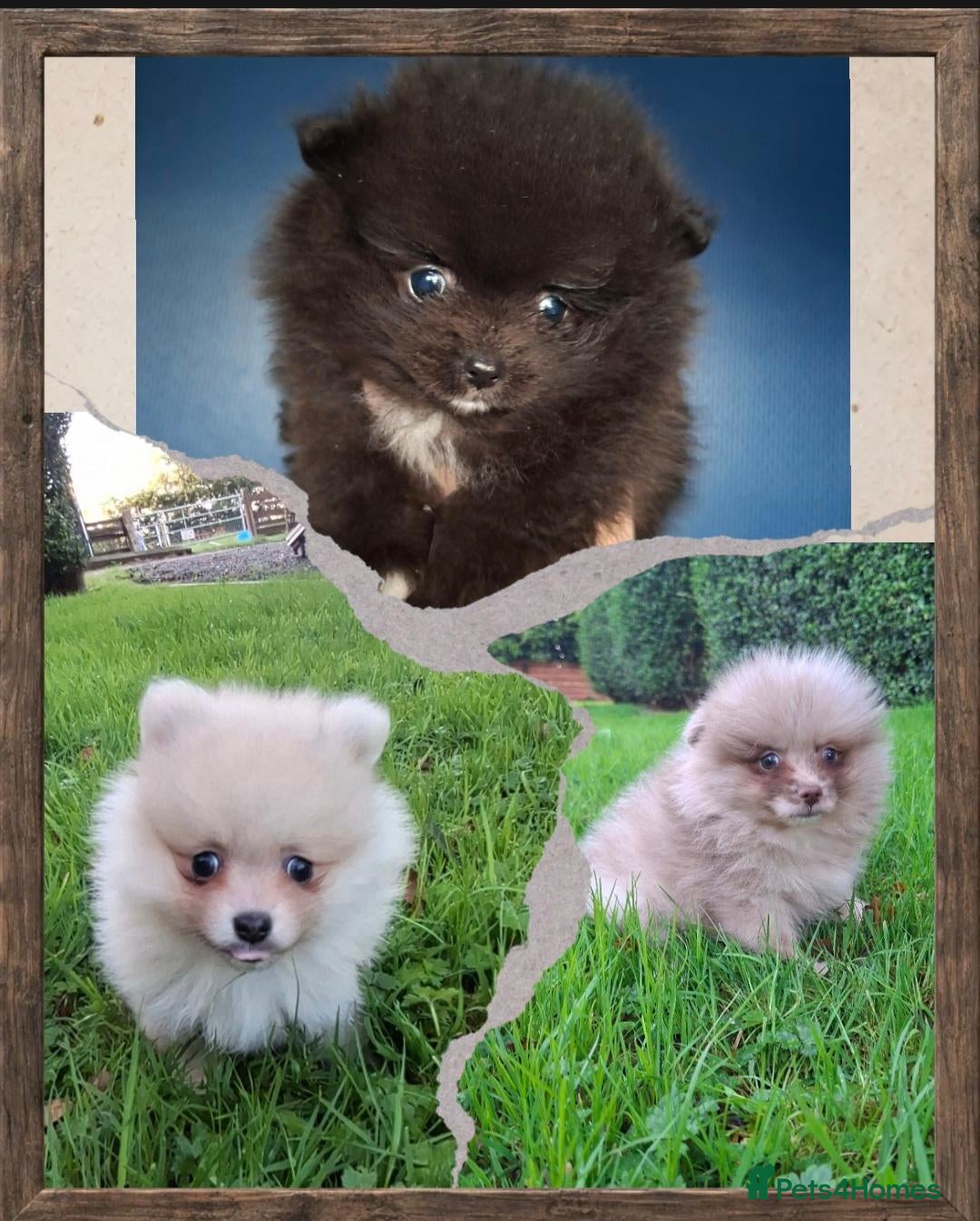 Pomeranian dogs KC Registered Pomeranian Puppies - Advert 8