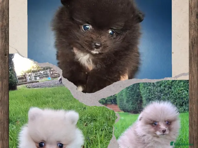 Pomeranian dogs KC Registered Pomeranian Puppies - Advert 9