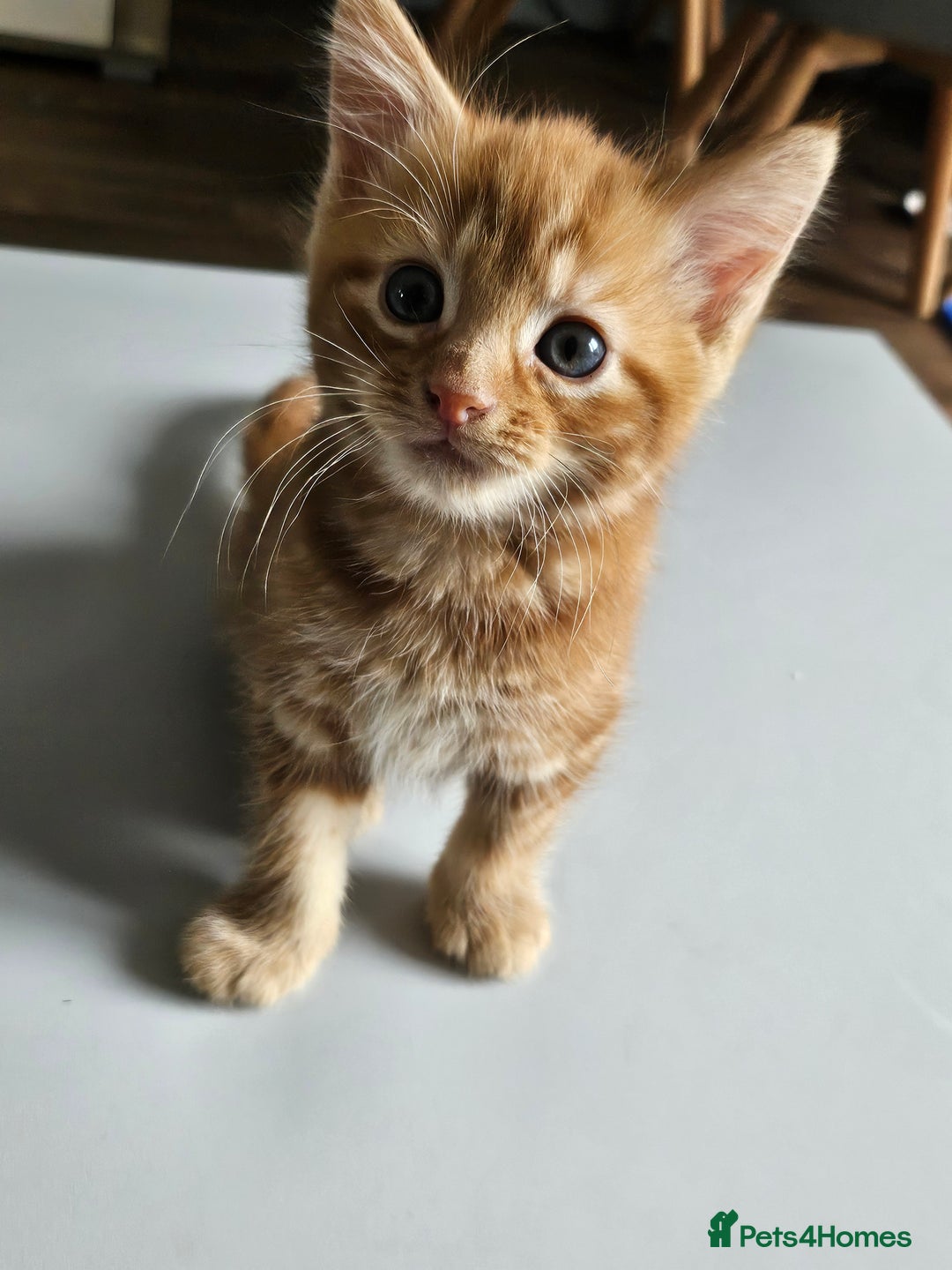 British Longhair cats for sale: Longhaired grey and black kittens, 2 ready now - Image 5