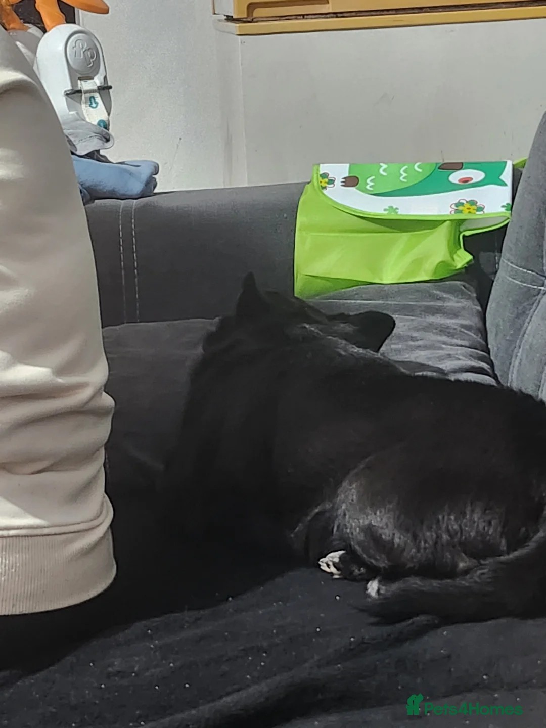 Pomchi dogs for sale: Black male Pomchi - Advert 1