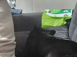 Pomchi dogs Black male Pomchi - Advert 7