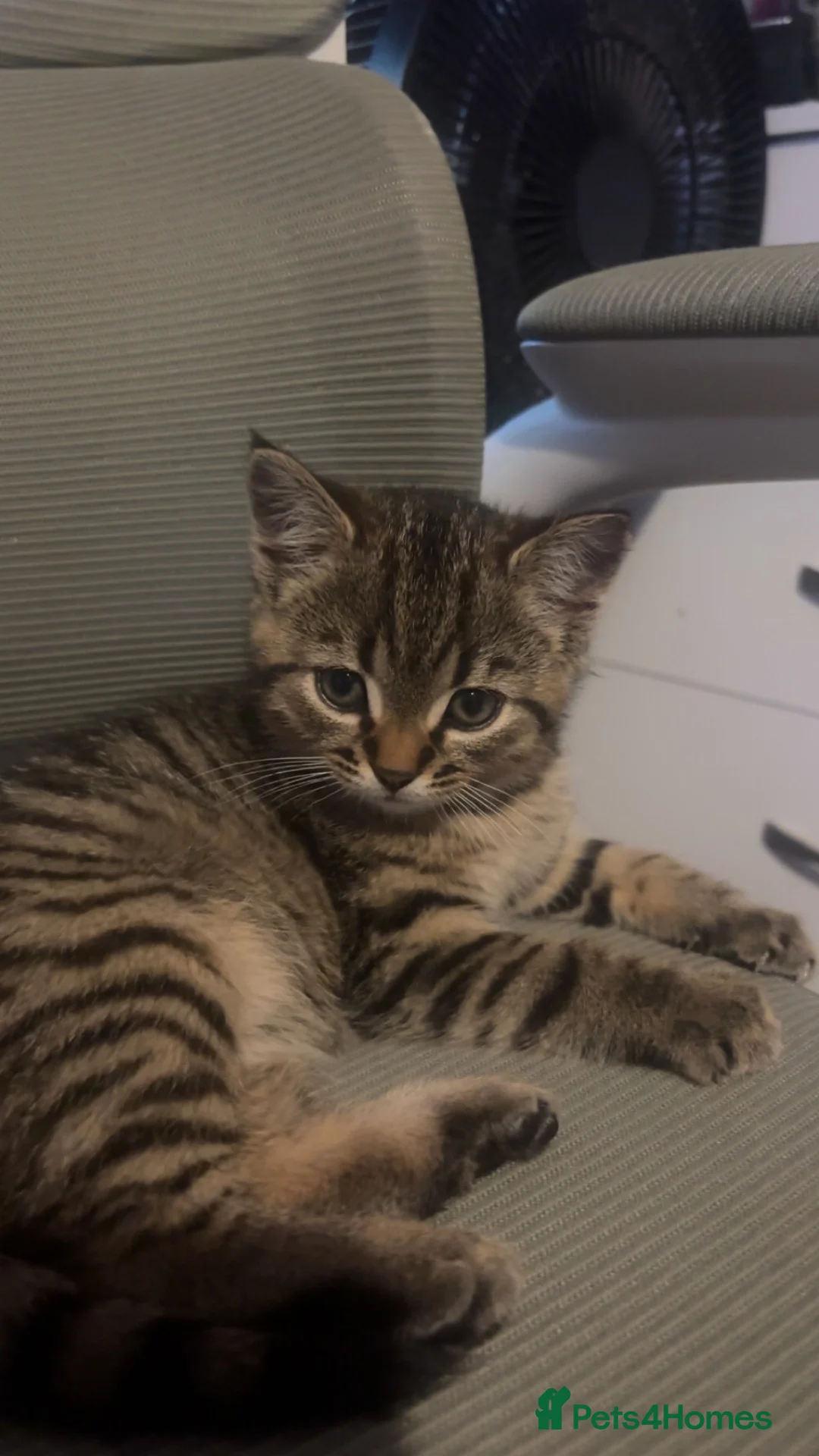 Mixed Breed cats for sale: Cute Little tabby Boy  - Advert 6