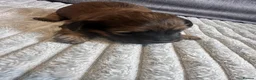 Dachshund dogs for sale: KC REG long haired miniature dachshund - Advert 33