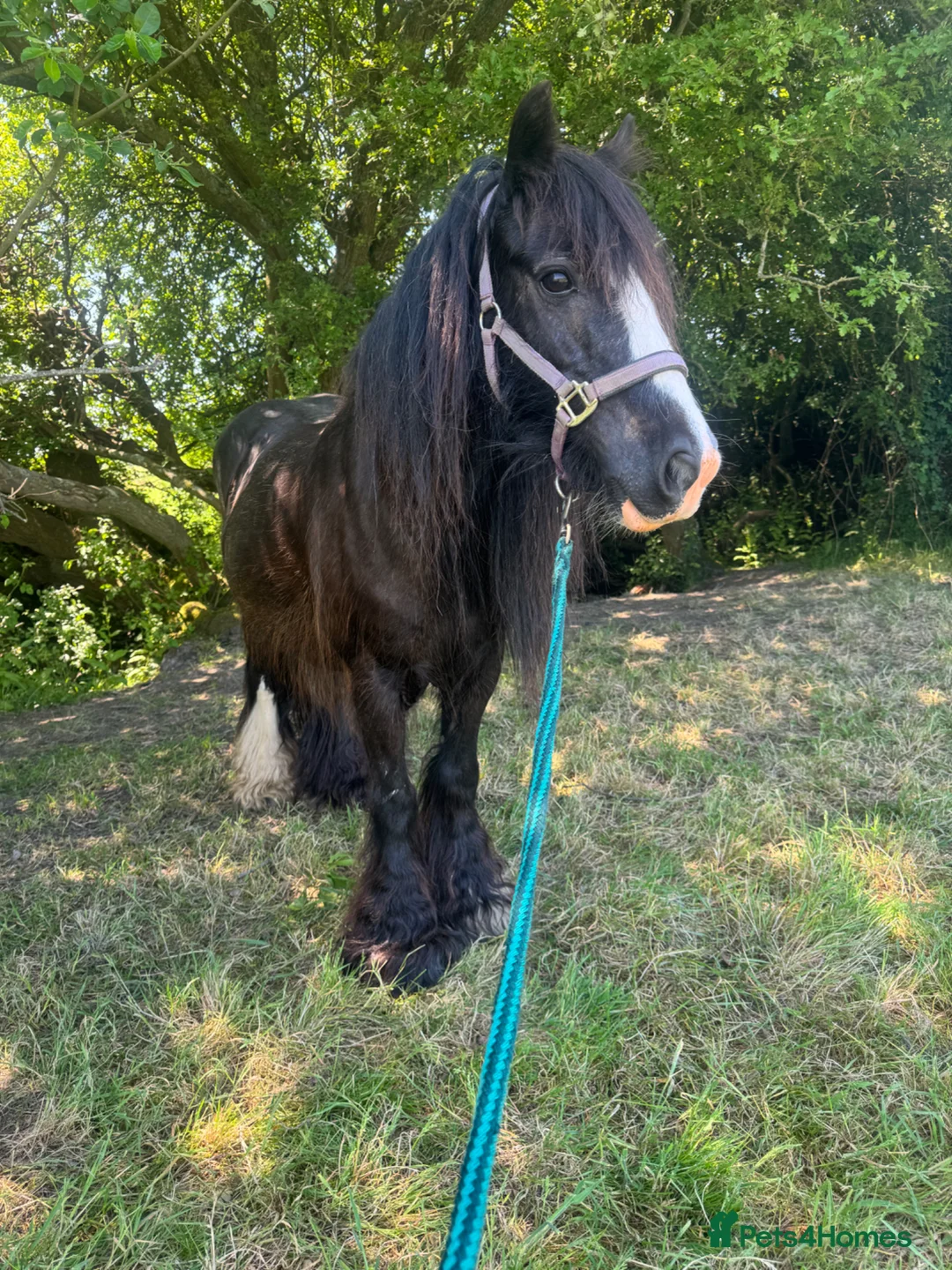 Irish Cob horses for sale: Beautiful cob mare  - Advert 2